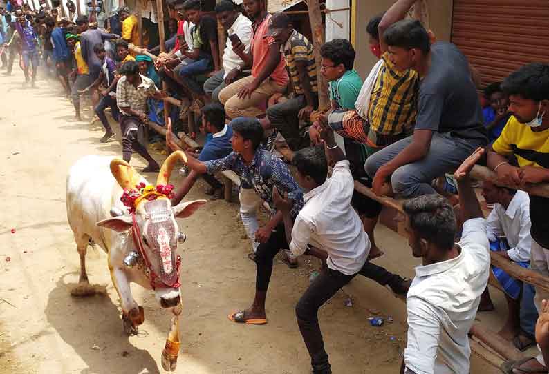 கெம்மங்குப்பத்தில் காளைவிடும் விழாவில் மாடுகள் முட்டி 8 பேர் காயம்