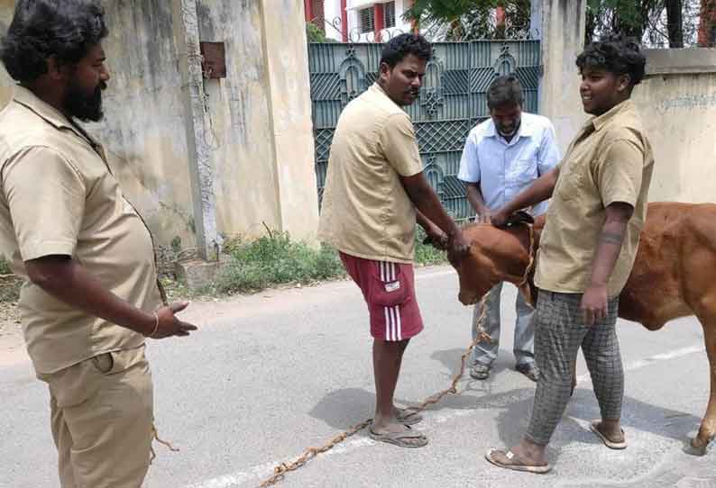 சாலையில் சுற்றித் திரிந்த மாடுகளை நகராட்சி ஊழியர்கள் பிடித்தனர்