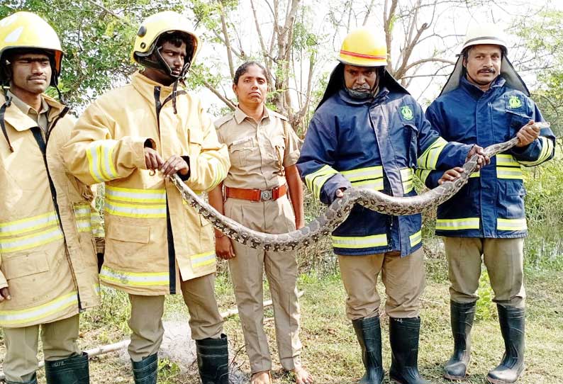 மீன்களுக்காக விரிக்கப்பட்ட வலையில் மலைப்பாம்பு சிக்கியதால் பரபரப்பு