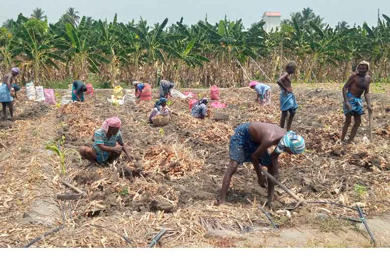 விளைச்சல் அதிகமானதால் விலை குறைந்த மஞ்சள்