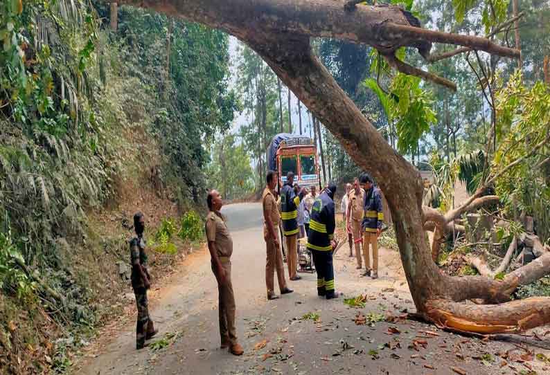 கூடலூரில் இருந்து கேரளா செல்லும் சாலையில் மரம் விழுந்து போக்குவரத்து பாதிப்பு