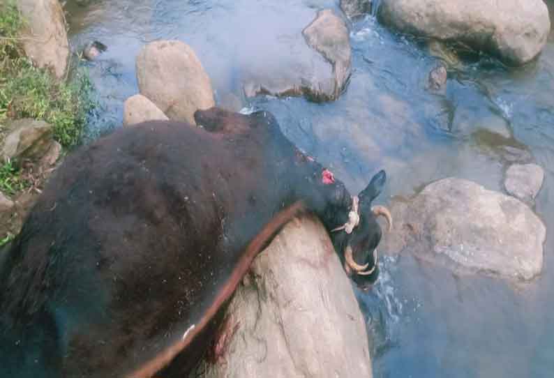 கெத்தை அணை அருகே பசுமாட்டை கொன்ற புலி