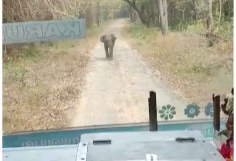 அரசு பஸ்சை வழிமறித்த குட்டியானை