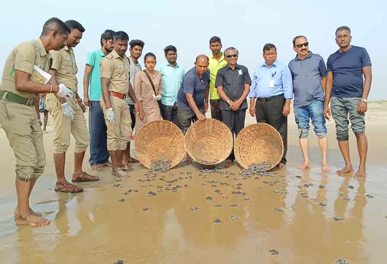 3,197 ஆமை குஞ்சுகள் கடலில் விடப்பட்டன