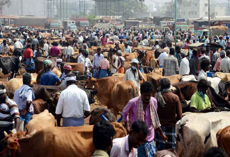 ஈரோடு கருங்கல்பாளையம் சந்தைக்கு 700 மாடுகள் விற்பனைக்கு வந்தன