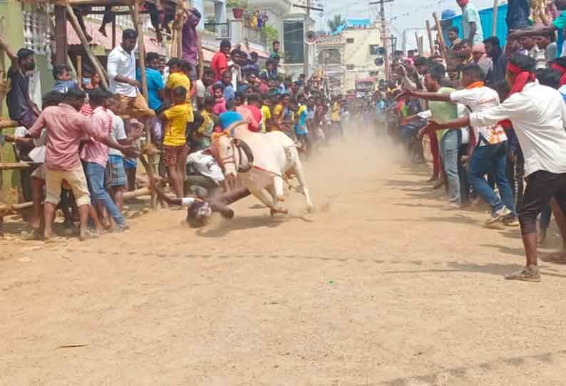 காளை விடும் விழாவில் மாடுகள் முட்டியதில் 56 பேர் காயம்