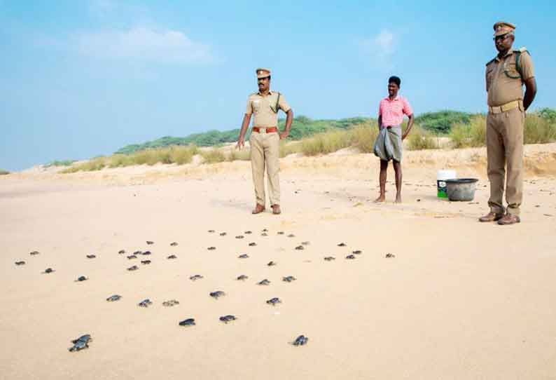 மணப்பாடு கடலில் விடப்பட்ட அரியவகை ஆமை குஞ்சுகள்