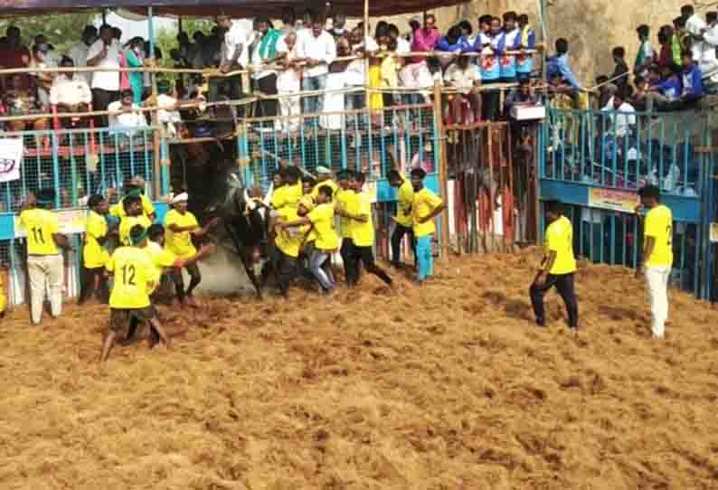 பொன்னமராவதி அருகே தேனிமலையில் பங்குனி உத்திர திருவிழாவையொட்டி ஜல்லிக்கட்டு