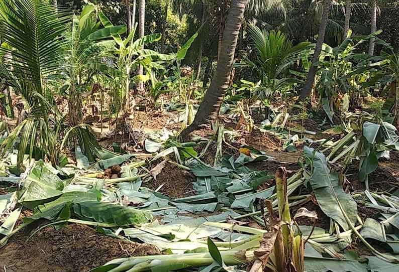 தோட்டத்தில் காட்டு யானை அட்டகாசம்