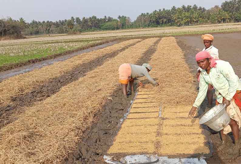 பாய் நாற்றங்கால் அமைக்கும் பணி தீவிரம்