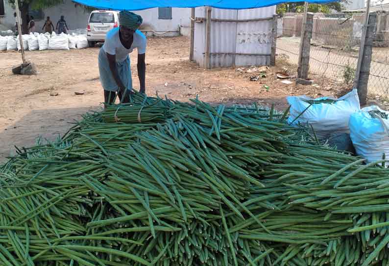 12 டன் முருங்கைக்காய் வரத்து