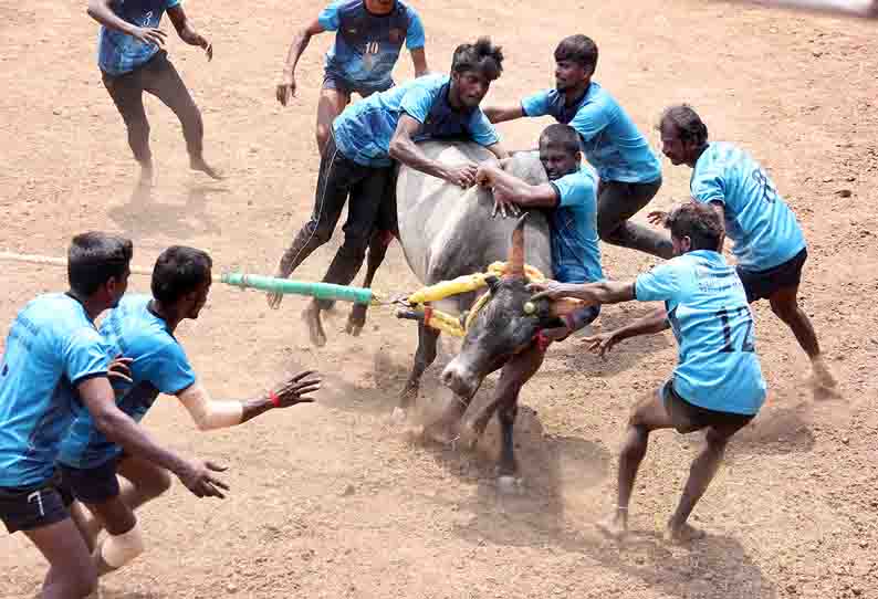 வேங்கைபட்டியில் வடமாடு மஞ்சுவிரட்டு