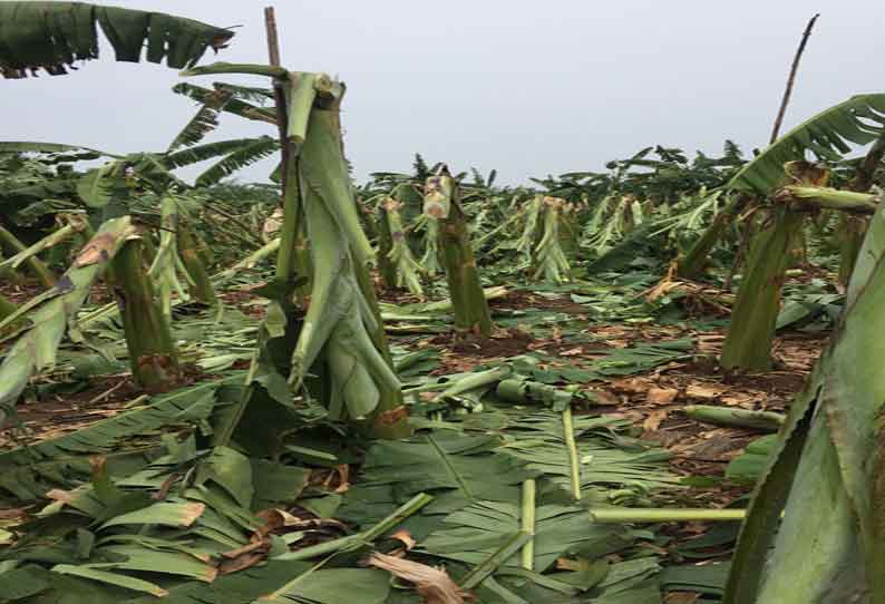 புஞ்சைபுளியம்பட்டி அருகே சூறாவளிக்காற்றால் வாழைகள் முறிந்து விழுந்து நாசம்