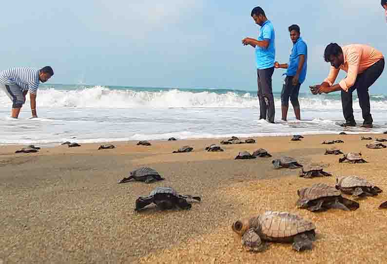 150 ஆமை குஞ்சுகள் கடலில் விடப்பட்டன