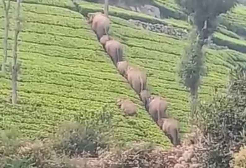 குன்னூர் அருகே தேயிலை தோட்டத்தில் புகுந்த காட்டு யானைகள்