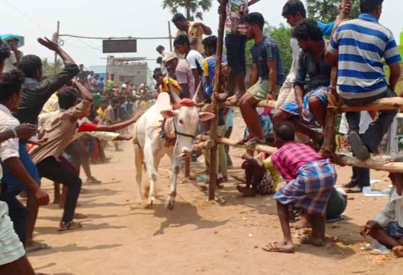 காளை விடும் விழாவில் மாடுகள் முட்டி 32 பேர் காயம். போலீசார் தடியடி