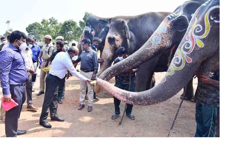 திருச்சி யானைகள் மறுவாழ்வு முகாமில் கலெக்டர் ஆய்வு