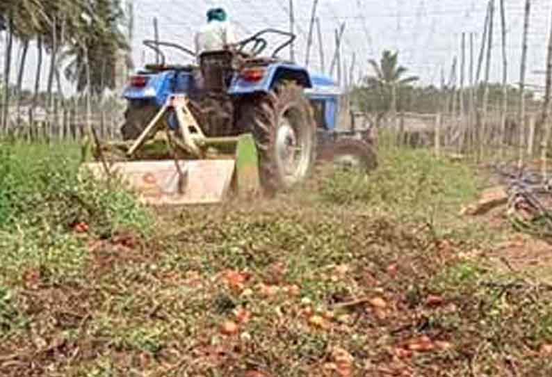 தக்காளியை டிராக்டர் மூலம் அழித்த விவசாயி