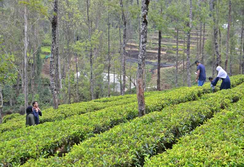 ஊட்டி தேயிலை பூங்காவில் கிரீன் டீ விற்பனை அதிகரிப்பு