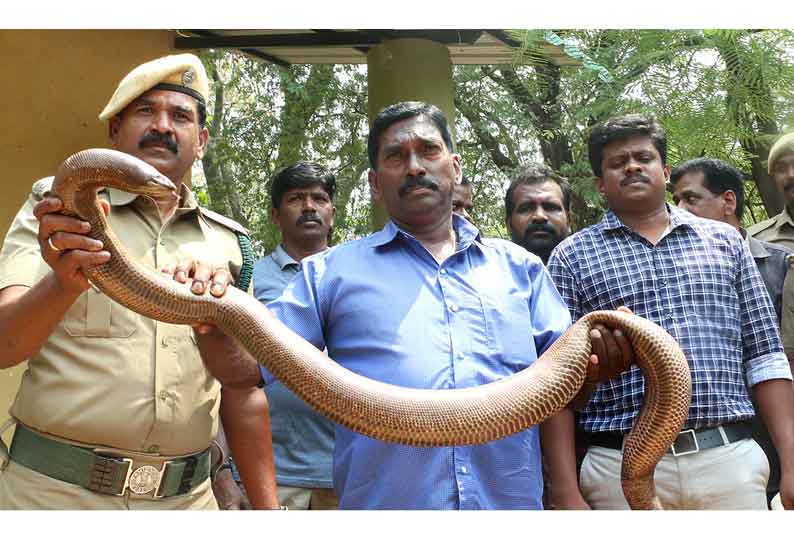 போலீஸ் சூப்பிரண்டு அலுவலக ஊழியர் வீட்டில் இருந்த மண்ணுளி பாம்பு பறிமுதல்