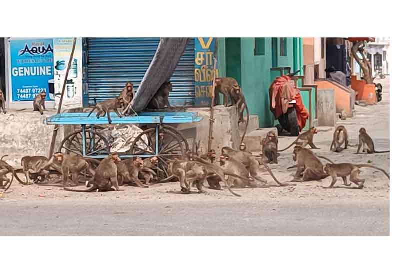 மலைப்பகுதியில் தீ வைப்பதால் நகருக்குள் படையெடுக்கும் குரங்குகள்