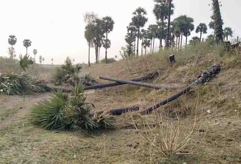 பனை மரங்களை வெட்டியவர்கள் மீது நடவடிக்கை எடுக்க கோரிக்கை