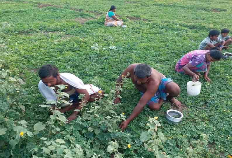 பாகற்காய் விலை வீழ்ச்சியால் விவசாயிகள் கவலை