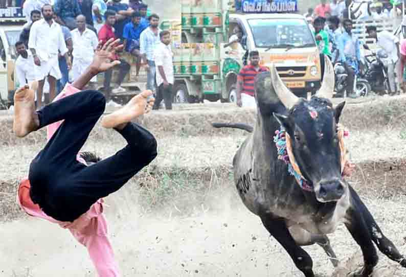 உறங்கான்பட்டியில் மஞ்சு விரட்டு; காளைகள்  முட்டி 60 பேர் காயம்