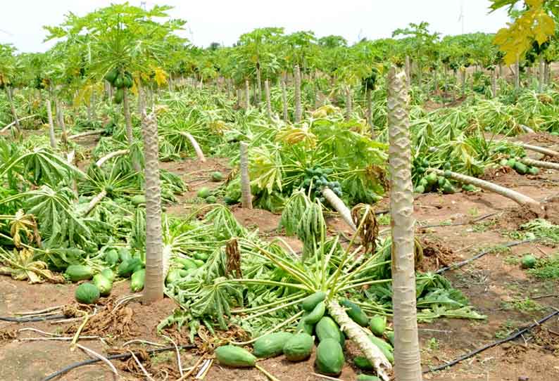 சூறாவளி காற்றுடன் கொட்டி தீர்த்த கனமழை