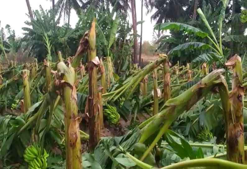 சூறாவளி காற்றுக்கு வாழைகள் சாய்ந்தன