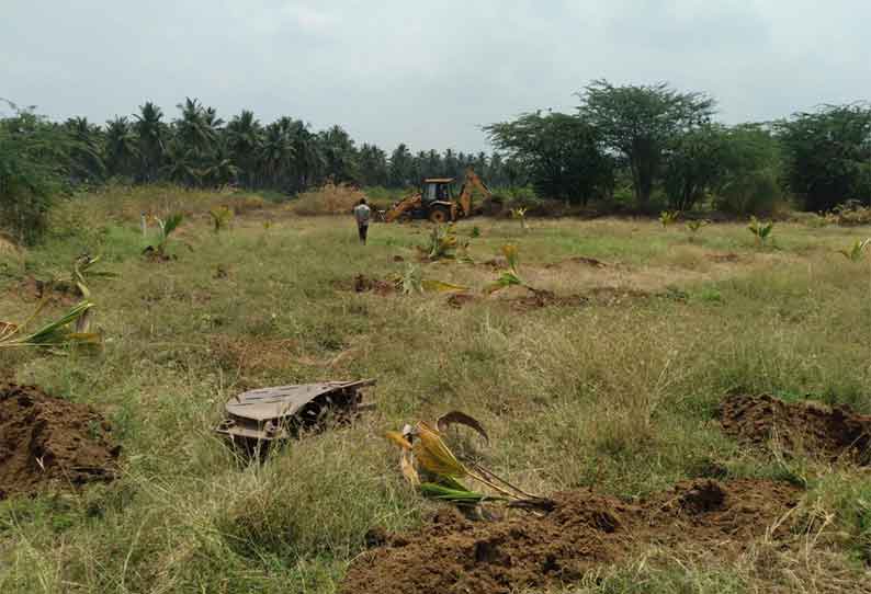 குளத்தை ஆக்கிரமித்து நடப்பட்ட தென்னங்கன்றுகள் அகற்றம்