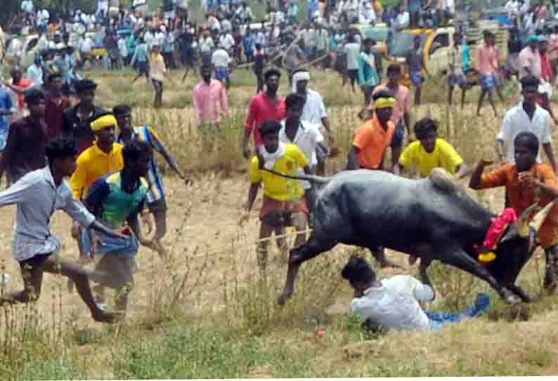 திருப்பத்தூர் அருகே மஞ்சுவிரட்டில் சீறிப்பாய்ந்த காளைகள்;15 பேர் காயம்