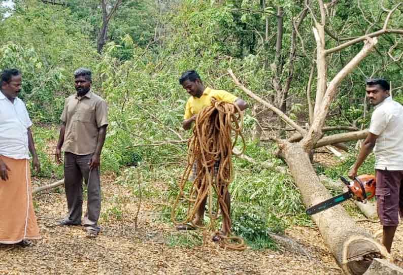 மின் வினியோகத்திற்கு இடையூறாக இருந்த மரங்கள் அகற்றம்