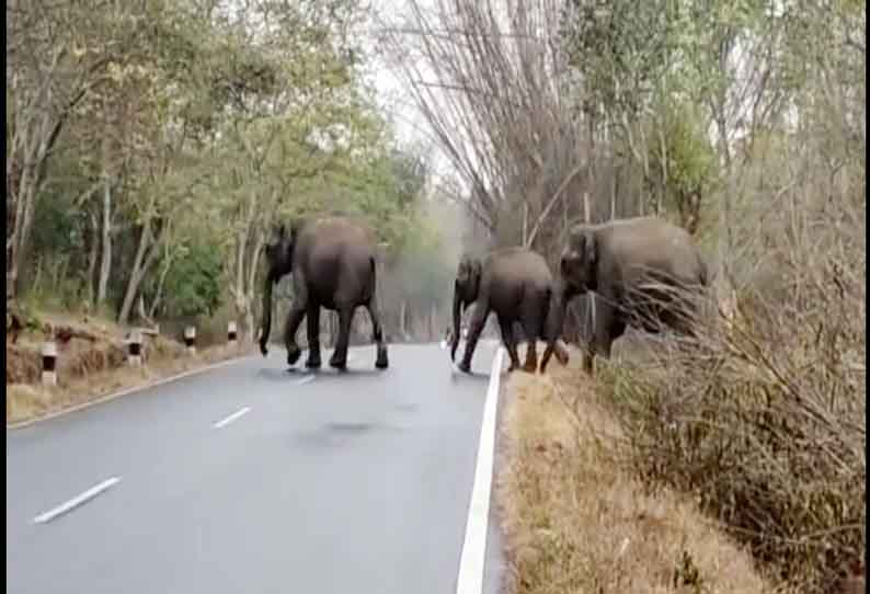 ஆசனூர் அருகே தண்ணீர் தேடி ரோட்டை கடந்த யானைகள்