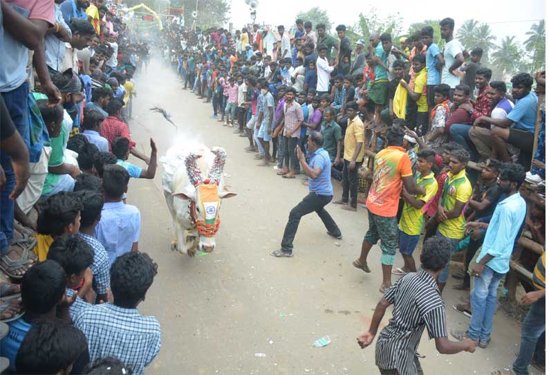 கிருஷ்ணகிரியில் 300 காளைகள் பங்கேற்ற எருது விடும் விழா...!