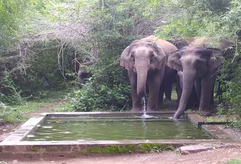 தாகம் தணிக்கும் யானைகள்