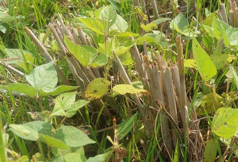 மழையால் உளுந்து, பயறு வகை பயிர்கள் பாதிப்பு