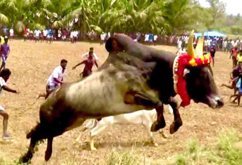 மஞ்சுவிரட்டு;காளைகள் முட்டி 10 பேர் காயம்