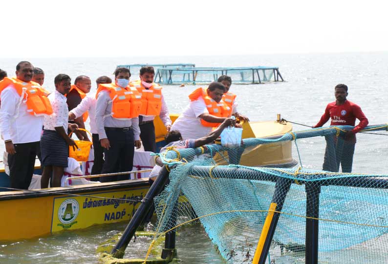 தருவைகுளம் கடலில் மீன் வளர்ப்பு திட்டம்; அமைச்சர் அனிதா ராதாகிருஷ்ணன் தொடங்கி வைத்தார்