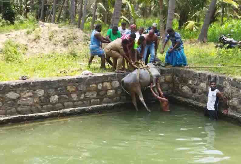 கிணற்றில் தவறி விழுந்த பசுமாடு உயிருடன் மீட்பு