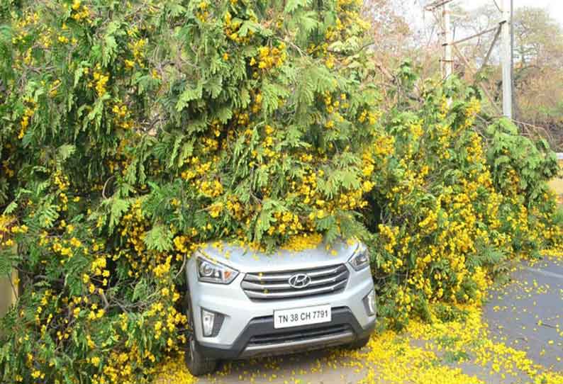 கோவை ஆர்.எஸ்.புரம் கவுலிபிரவுன் சாலையில் பழமையான புங்கை மரம் வேருடன் சாய்ந்து சாலையில் விழுந்தது. இதில் காரின் கண்ணாடி உடைந்து சேதமடைந்தது