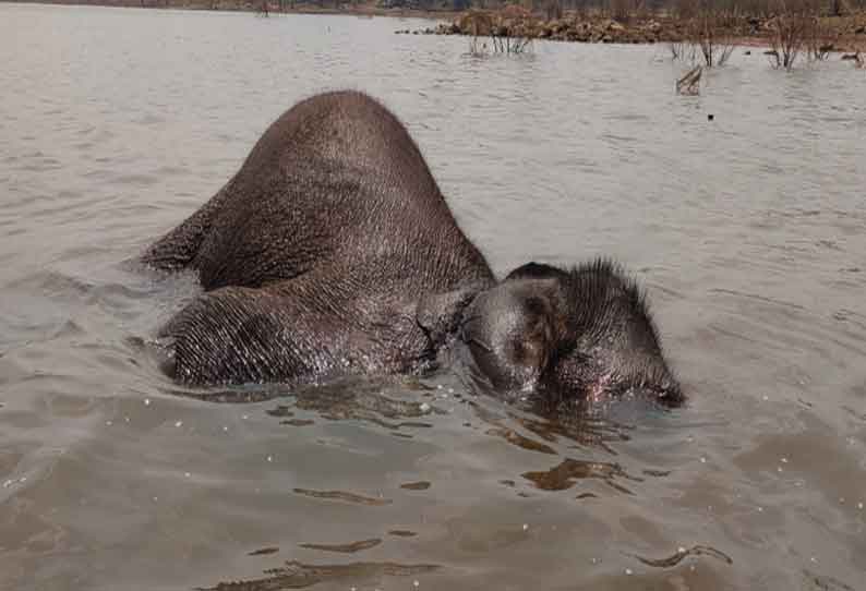 சிறுமுகை வனப்பகுதியில் பவானிசாகர் அணை நீர்தேக்கத்தில் காட்டு யானை இறந்து கிடந்தது