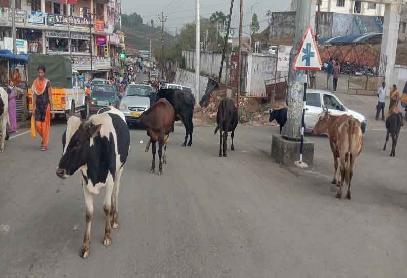 வால்பாறையில் சாலையில் உலாவரும் கால்நடைகளால் போக்குவரத்து நெரிசல்