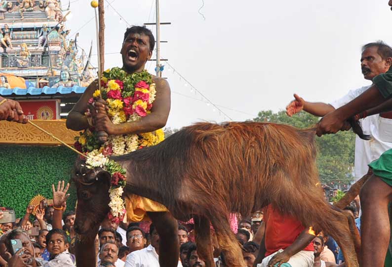 ராசிபுரம் அருகே  பத்ரகாளியம்மன் கோவிலில் எருமை கிடா வெட்டும் நிகழ்ச்சி திரளான பக்தர்கள் பார்த்தனர்