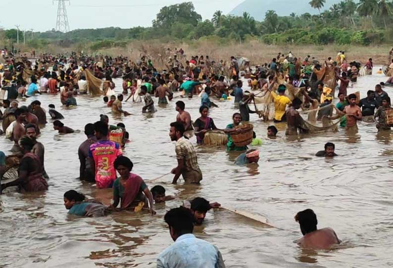 மேலூர் அருகே பாரம்பரிய மீன்பிடி திருவிழா...!