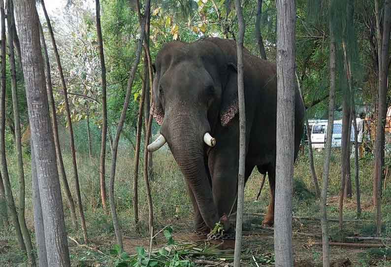 ஒற்றை காட்டு யானையை பிடிப்பதற்காக மேலும் ஒரு கும்கி யானை வரவழைப்பு