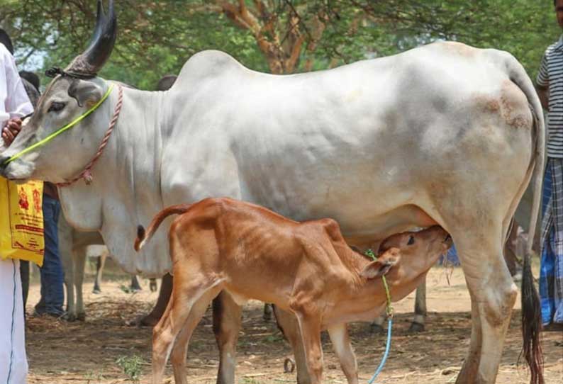 பழையகோட்டை மாட்டுத்தாவணியில் ரூ20லட்சத்திற்கு காங்கயம் மயிலை பசுமாடுகள் கன்றுகள் விற்பனை