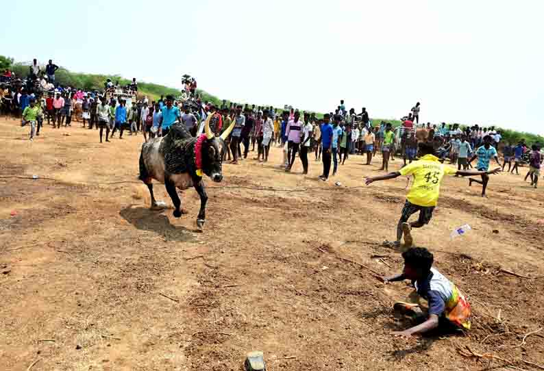 திருப்பத்தூரில் மஞ்சுவிரட்டு