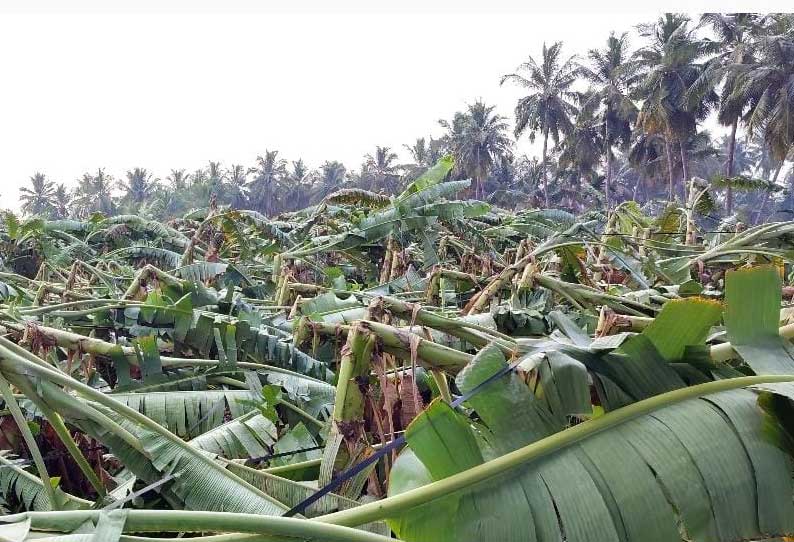 கோபி  சுற்றுவட்டார பகுதிகளில் சூறாவளி  காற்றுடன் கனமழை - 3 ஆயிரம் வாழை மரங்கள் சேதம்...!