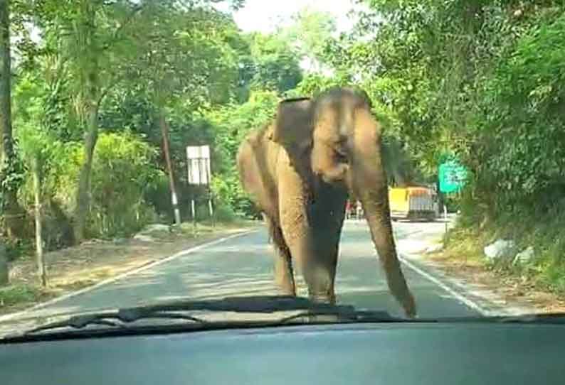 காரை தாக்கிய காட்டுயானையால் பரபரப்பு